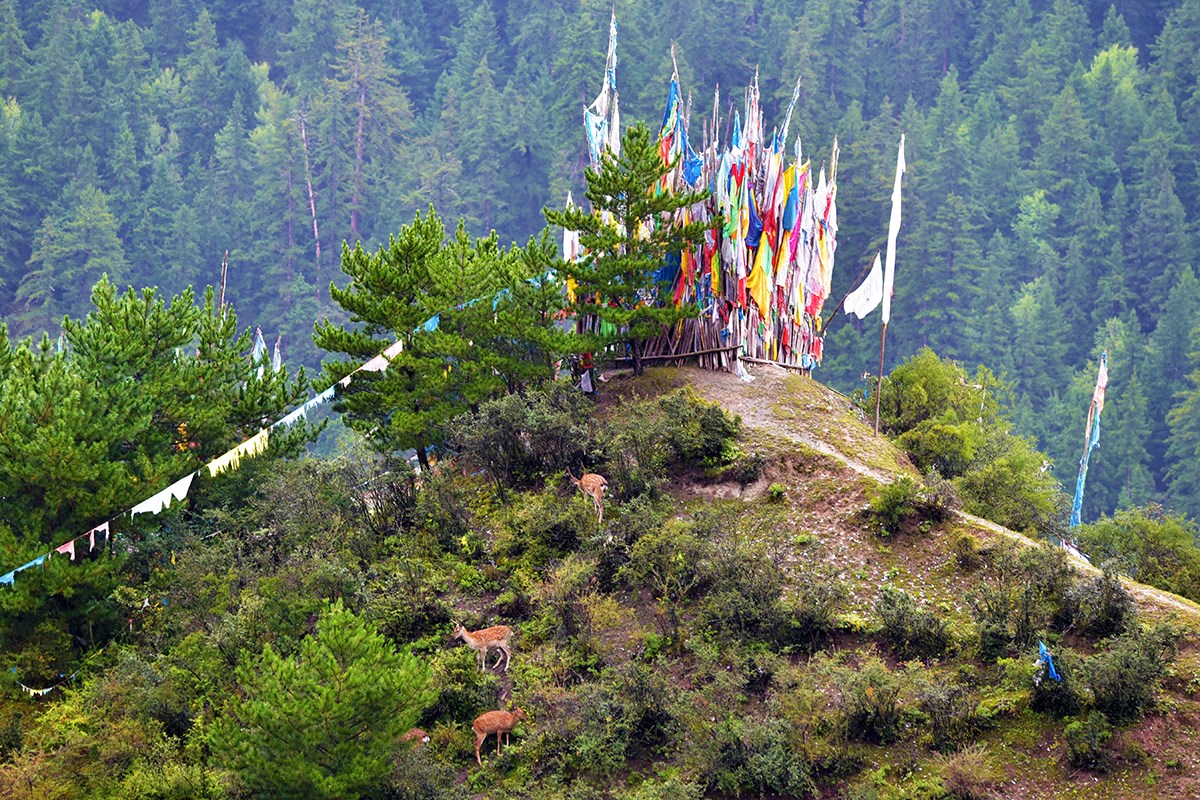 Sika Deer in Tiebu Nature Reserve | Photo par Liu Bin